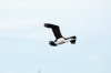 8L1A7276 - pied cormorant in flight-101.JPG
