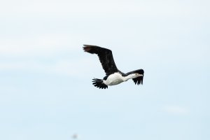 8L1A7276 - pied cormorant in flight-101.JPG