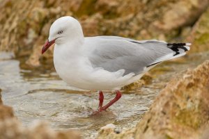8L1A7121 - red billed gull paddling-101.JPG