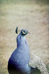 _36A3204_DxO (1).jpg