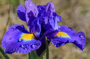 Irises.jpg