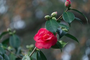 _DSF7533Copyright Douglas Chisholm.jpg