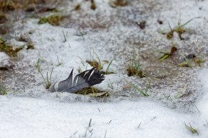 _MG_7469_DxO copy.jpg