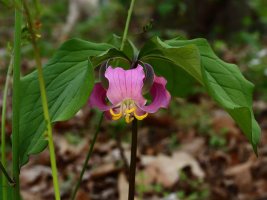 Catesby's Trillium (Trillium catesbaei) 1 resized.JPG