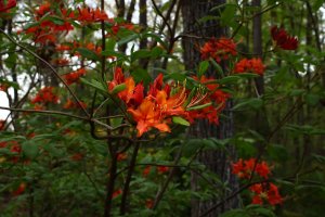 Flame Azalea (Rhododendron calendulaceum) 4-11-2018 resized.JPG