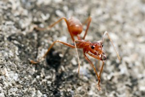 red-ant-17apr18-1.jpg