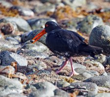 Oystercatcher+winkle_2B4A8158DxO_Oystercatcher+winkle.jpg