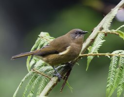 bellbird_Female_3Q7A8510_DxO_vs.jpg