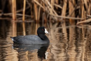Coot.jpg