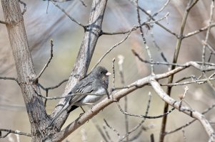 _36A3445_DxO copy1.jpg