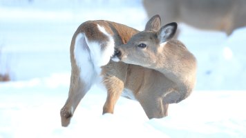 Bambie is growing up_s_28370.JPG