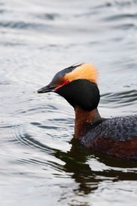 042718 horned grebe 02 L cr.jpg