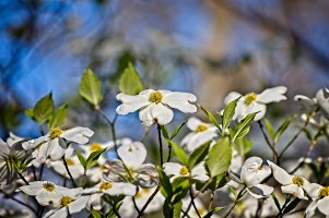 Dogwood_20180428_002.jpg