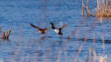 31 Walking on Water.jpg