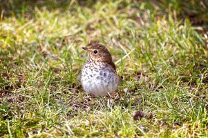 _36A3674_DxO copy.jpg