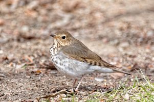 _36A3693_DxO copy.jpg