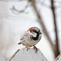 _36A3624_DxO copy.jpg