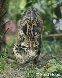 clouded leopard A3801.JPG