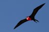 Galapagos_Tower_(Genovesa)_Island_Frigate_Bird-2546.jpg