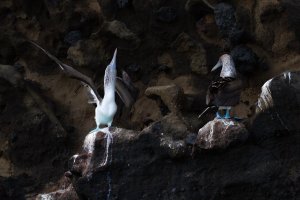 Galapagos_Santiago_Island_Blue_Footed_Booby-18.jpg