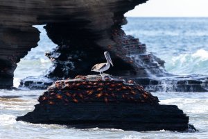 Galapagos_Santiago_Island_Pelican_and_Crabs-176.jpg