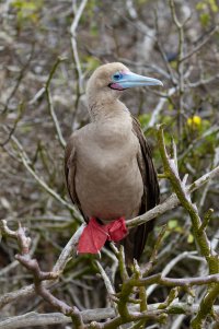 Galapagos_Tower_(Genovesa)_Island_Red_Footed_Booby-2419.jpg