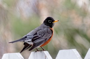 _36A3848_DxO copy.jpg