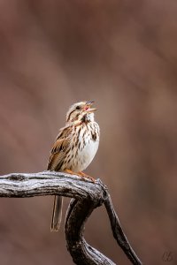 Song Sparrow.jpg