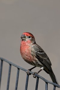 Carpodacus mexicanus - House Finch Male  18_DxO.jpg