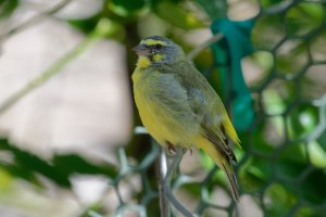 Serinus mozambicus - Yellow-fronted Canary 9_DxO.jpg