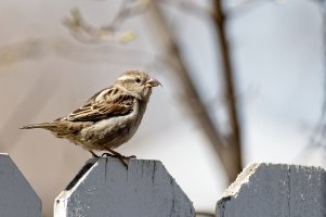 _36A3951_DxO copy.jpg