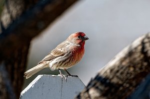 _36A4080_DxO copy.jpg