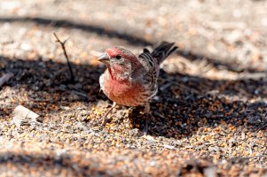 _36A4105_DxO copy.jpg