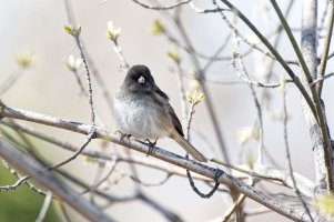 _36A3939_DxO copy.jpg