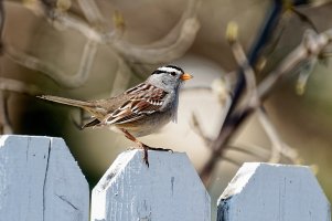 _36A4009_DxO copy.jpg