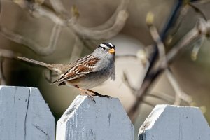 _36A4013_DxO copy.jpg