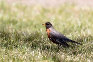 _36A4125_DxO copy.jpg