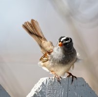 _36A4353_DxO copy.jpg