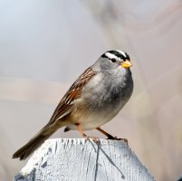 _36A4210_DxO copy.jpg