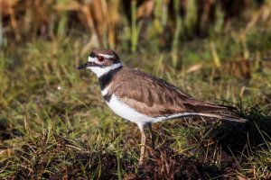 Killdeer.jpg