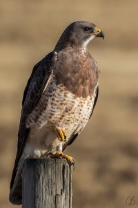 Perched Hawk.jpg