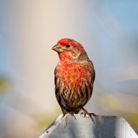 _36A4632_DxO copy.jpg