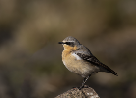 Wheatear .png