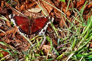 _MG_7556_DxO copy.jpg