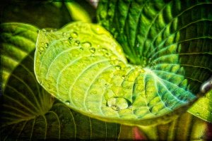 _36A5577_DxO copy.jpg