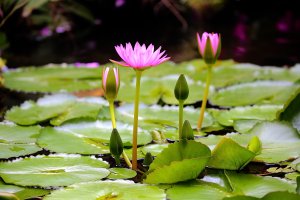 s-8992 pond lilly.JPG