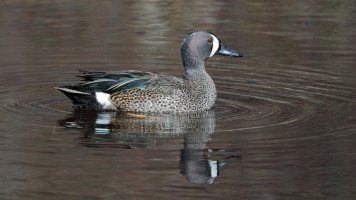 BW Teal drake_33671.JPG