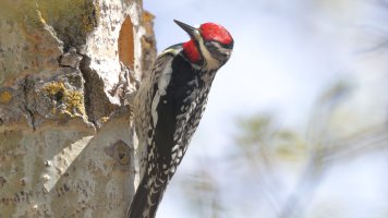 Hopeful daddy_33763.JPG