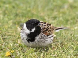 Reed Bunting.2.jpg