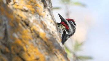 YB sapaucker_33754.JPG